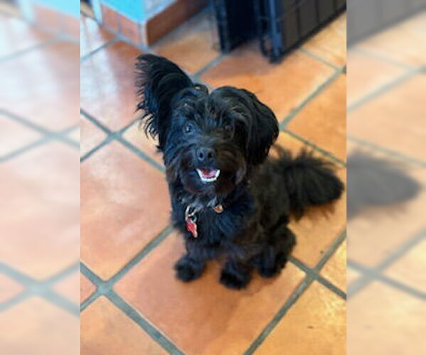 Medium Photo #1 Lhasa Apso-Unknown Mix Puppy For Sale in San Diego, CA, USA