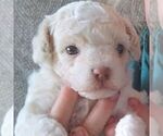 Image preview for Ad Listing. Nickname: Toby