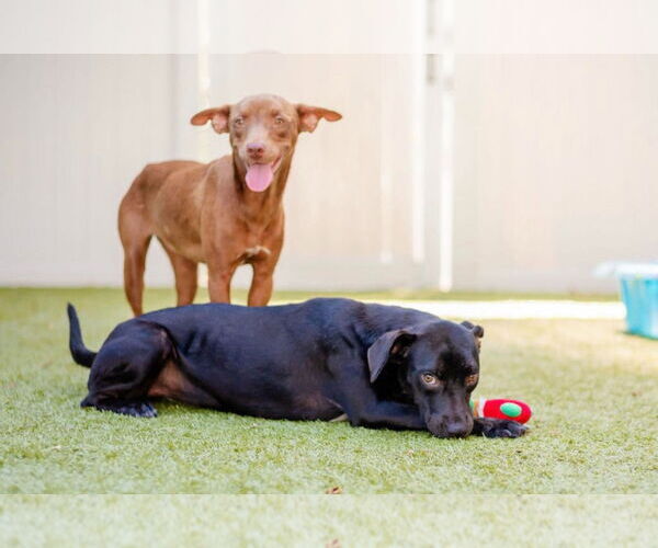 Medium Photo #2 Labrador Retriever-Unknown Mix Puppy For Sale in Canton, CT, USA
