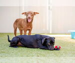 Small #1 Labrador Retriever Mix