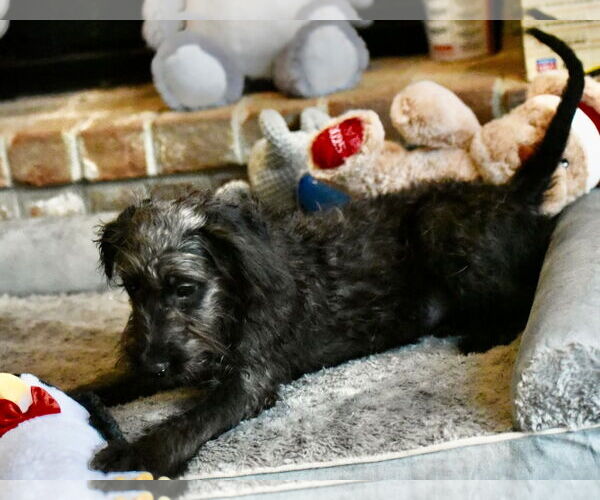 Medium Photo #4 Poodle (Miniature)-Unknown Mix Puppy For Sale in Mechanicsburg, PA, USA