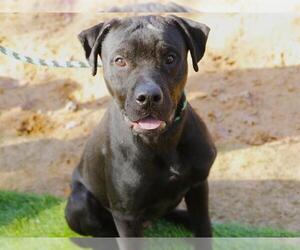 American Pit Bull Terrier-Unknown Mix Dogs for adoption in Tallahassee, FL, USA