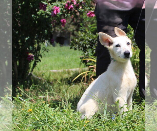 Medium Photo #2 German Shepherd Dog Puppy For Sale in Holly Hill, SC, USA