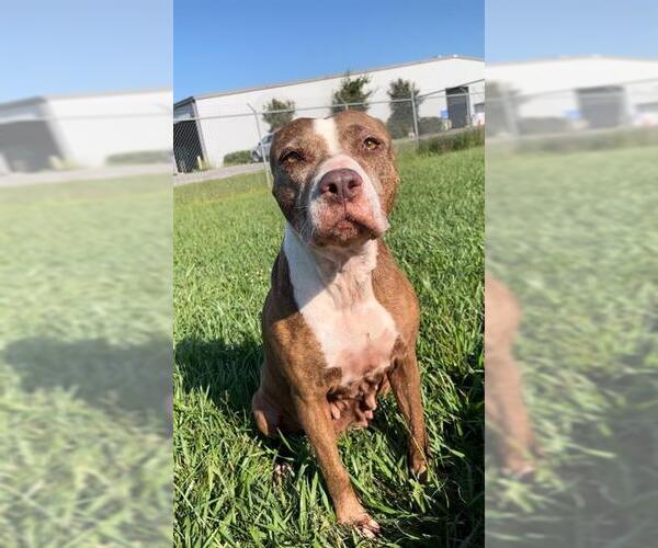 Medium Photo #1 Labrador Retriever Puppy For Sale in Rosenberg, TX, USA