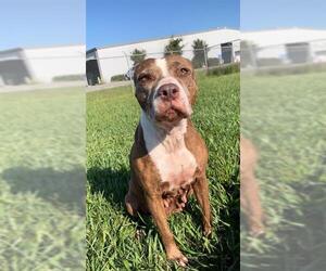 Labrador Retriever Dogs for adoption in Rosenberg, TX, USA