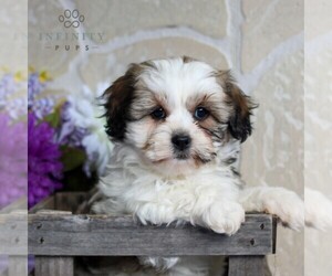 Zuchon Puppy for sale in GORDONVILLE, PA, USA