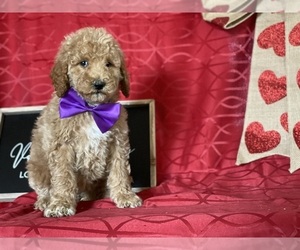Goldendoodle Puppy for sale in LANCASTER, PA, USA