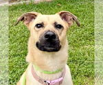 Small Black Mouth Cur Mix