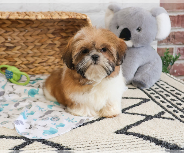 Medium Photo #6 Shih Tzu Puppy For Sale in SYRACUSE, IN, USA