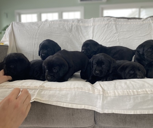 Medium Photo #1 Labrador Retriever Puppy For Sale in NEW HOLLAND, PA, USA