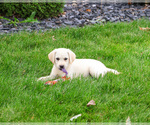 Small #16 Labrador Retriever