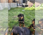 Puppy Droop Rottweiler