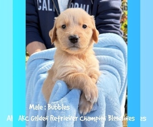 Golden Retriever Puppy for sale in SUGAR LAND, TX, USA