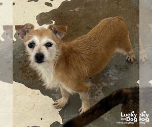 Mutt Dogs for adoption in Washington, DC, USA