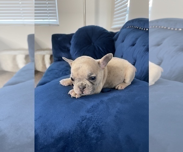 Medium Photo #34 French Bulldog Puppy For Sale in EMPIRE STATE, NY, USA