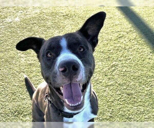 Medium Photo #2 Mutt Puppy For Sale in Martinez, CA, USA