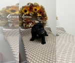 Puppy Rip English Bulldogge