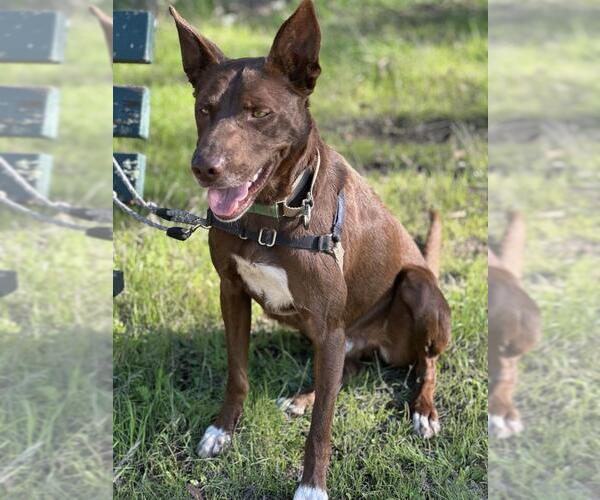Medium Photo #5 Australian Kelpie-Unknown Mix Puppy For Sale in Santa Maria, CA, USA