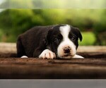 Puppy Shark Border Collie