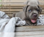 Small Photo #3 Cane Corso Puppy For Sale in BETHLEHEM, PA, USA