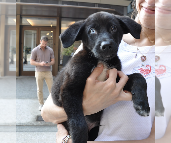 Medium Photo #9 Mutt Puppy For Sale in Brooklyn, NY, USA