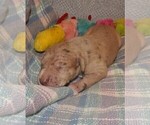 Small Photo #83 Great Dane Puppy For Sale in SPRAGGS, PA, USA