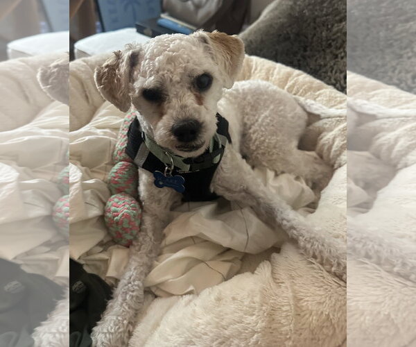 Medium Photo #4 Maltese-Unknown Mix Puppy For Sale in Corona, CA, USA