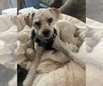 Small #3 Maltese Mix