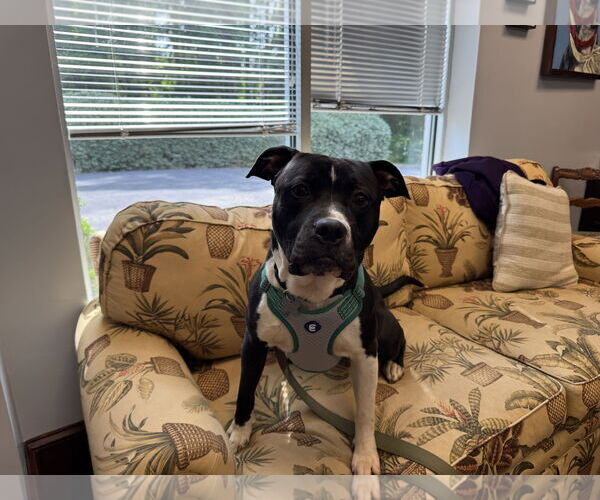 Medium Photo #2 American Staffordshire Terrier Puppy For Sale in Holly Springs, NC, USA