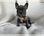 Puppy Puppy 5 French Bulldog
