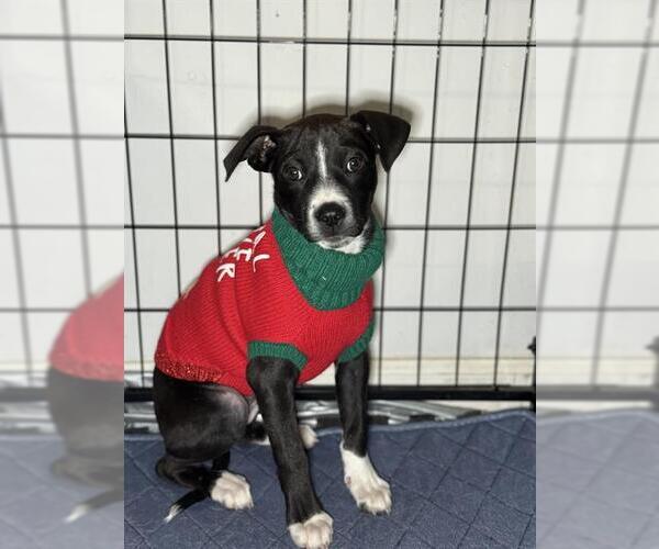 Medium Photo #2 Boxer-Unknown Mix Puppy For Sale in San Antonio, TX, USA