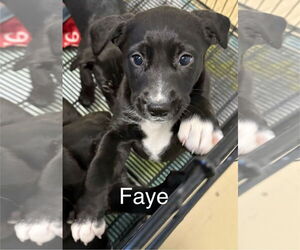 Labrador Retriever-Unknown Mix Dogs for adoption in GILBERTS, IL, USA