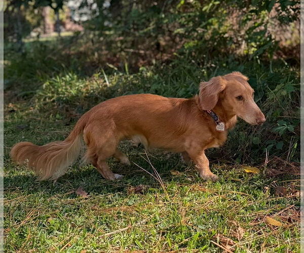 Medium Photo #8 Dachshund Puppy For Sale in Shelbyville, TN, USA
