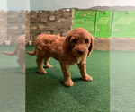Small #30 Goldendoodle