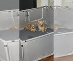 Small #2 Yorkshire Terrier