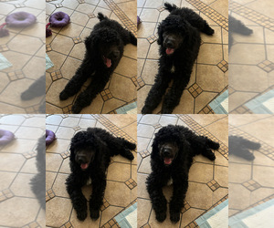 Poodle (Standard) Puppy for sale in EXETER, CA, USA