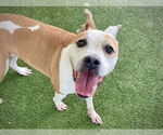 Small #1 American Staffordshire Terrier Mix