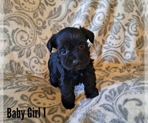 Schnauzer (Miniature) Puppy for sale in LAKEVILLE, OH, USA