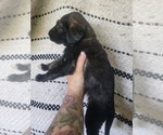 Small Photo #10 Irish Wolfhound-Poodle (Standard) Mix Puppy For Sale in OMAHA, AR, USA