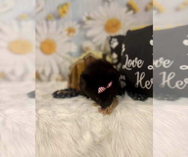 Medium Photo #4 Pomeranian Puppy For Sale in RIPLEY, MS, USA