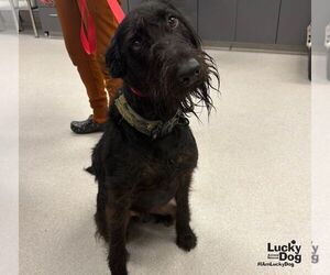 Hank - Male Mutt Dog for Adoption - Photo #2