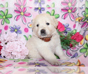 Golden Labrador Puppy for sale in SHILOH, OH, USA