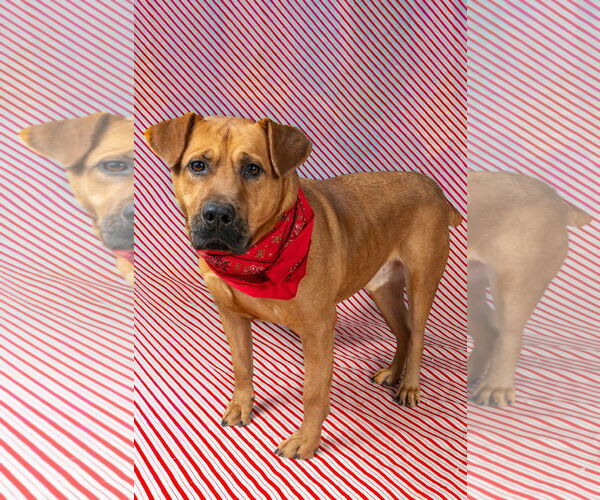 Medium Photo #1 Retriever -Unknown Mix Puppy For Sale in Frenchburg, KY, USA