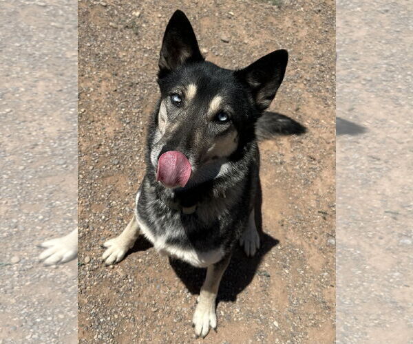 Medium Photo #3 Gerberian Shepsky Puppy For Sale in Cedar Crest, NM, USA
