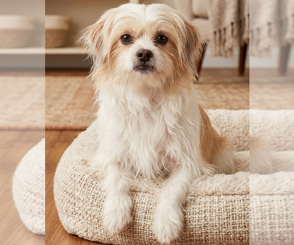 Medium Photo #1 Mutt Puppy For Sale in Vail, AZ, USA