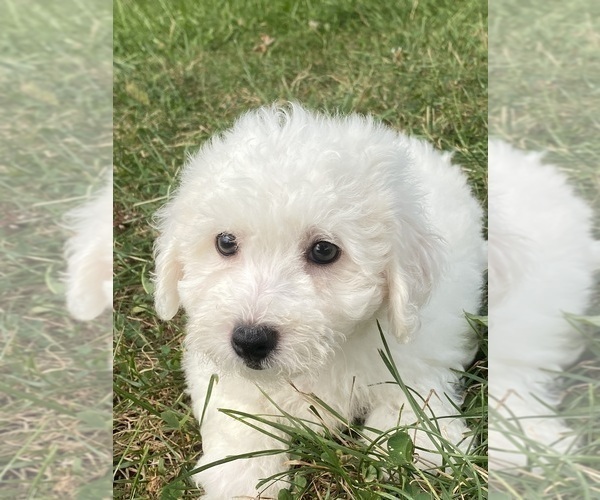 Medium Photo #1 Bichon Frise Puppy For Sale in CANOGA, NY, USA