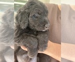 Small Photo #49 Aussiedoodle Puppy For Sale in LONGWOOD, FL, USA