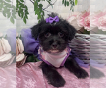 Small #4 Shorkie Tzu