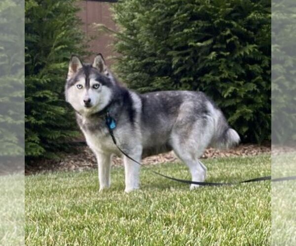 Medium Photo #1 Pomsky Puppy For Sale in PARKESBURG, PA, USA