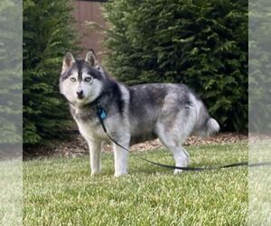 Mother of the Pomsky puppies born on 05/29/2025